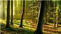 Veranstaltungsbild Abenteuer Wald im Oberlether Fuhrenkamp