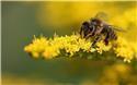 Veranstaltungsbild Besuch beim Imker