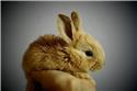 Veranstaltungsbild Alles rund um die Kaninchen - Hobbykaninchenbewertung und Kaninhop
