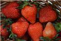Veranstaltungsbild Erdbeermarmelade selbst gemacht!